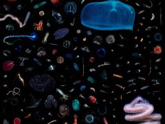 See the Amazing Variety of Life That Lives in One Foot of Space