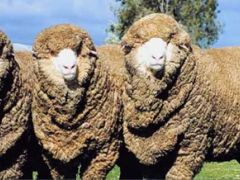 Merinos