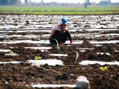 Tarım işçisinin günlük ücreti yüzde 13,4 arttı