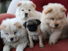 Otomobilin bagajında yurda kaçak sokulan 5 yavru köpek bulundu