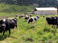 Avrupa’daki yüksek vergiden kaçtı, Türkiye’de sütçü oldu