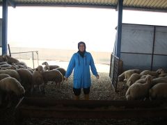 Devlet desteğiyle çiftlik kuran kadın, koyun sayısını 150’den 350’ye çıkardı