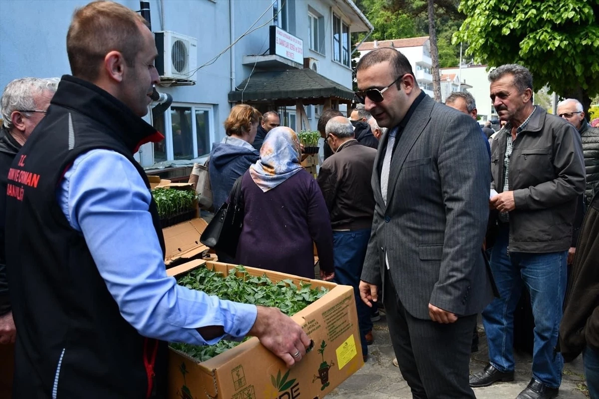 Sinop’un Ayancık ilçesinde vatandaşlara domates ve biber fidesi dağıtıldı