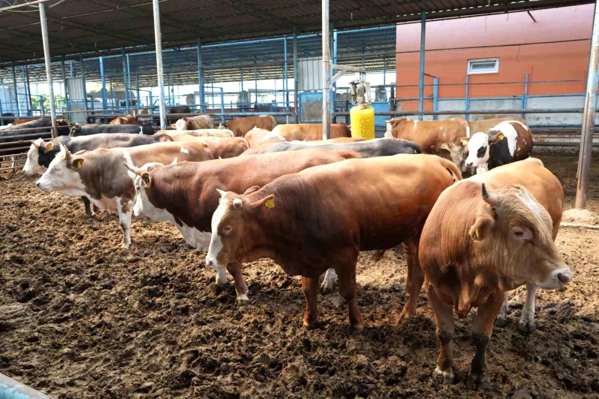 Antalya Kırmızı Et Üreticileri Ruhsat Sorunu Yaşıyor