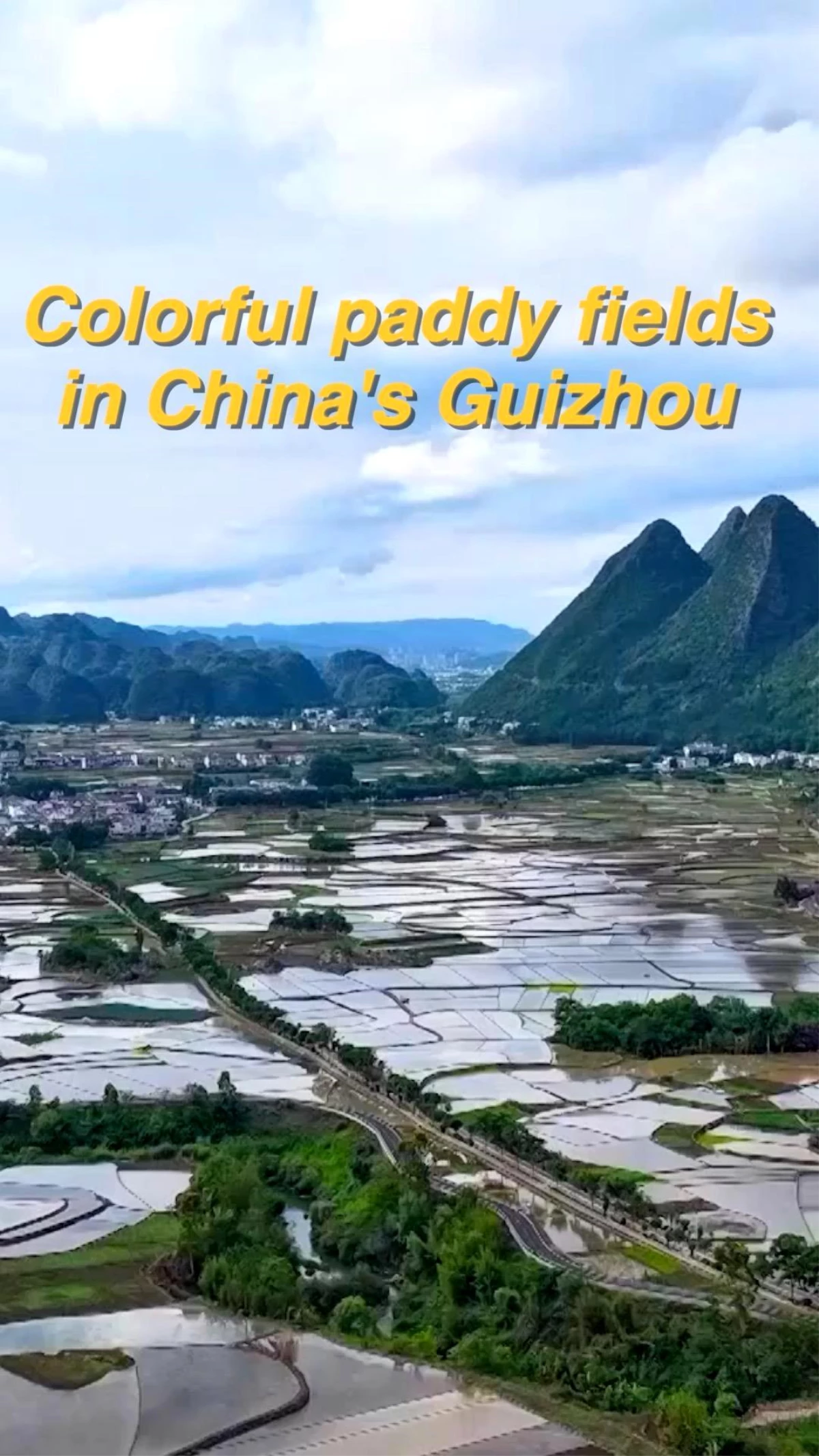 Çin’deki Guizhou eyaletindeki çeltik tarlalarının renkli görüntüleri