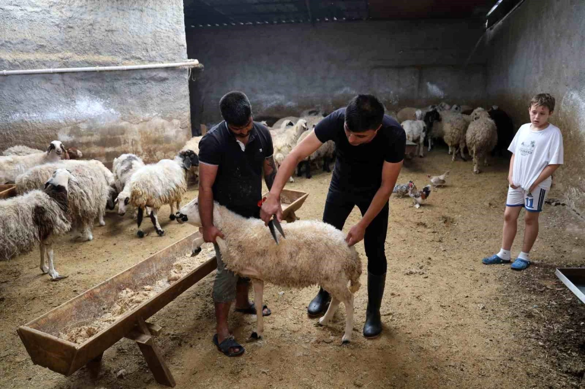 Adana’da Kurbanlık Koyun Fiyatlarına Zam İddiası
