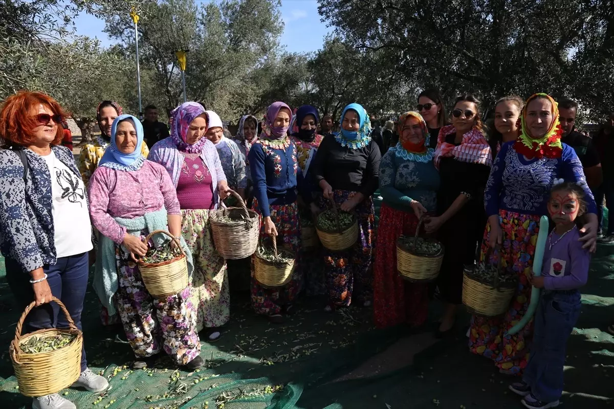 Ayvalık’ta Zeytin Hasat Festivali Başladı