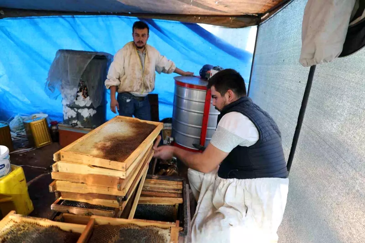 Muğla’da Çam Balı Rekoltesi Yükseldi