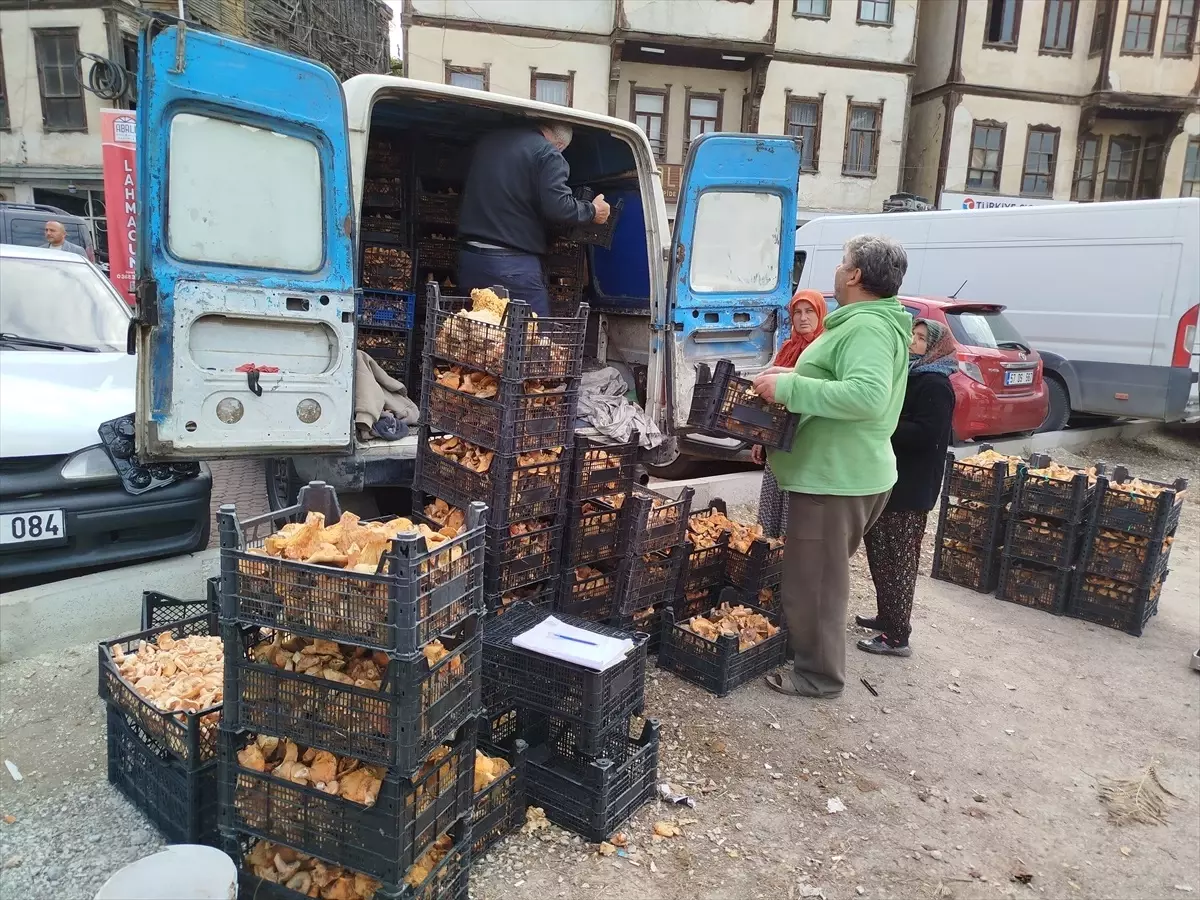 Boyabat’ta Mantar Satışı Canlandı